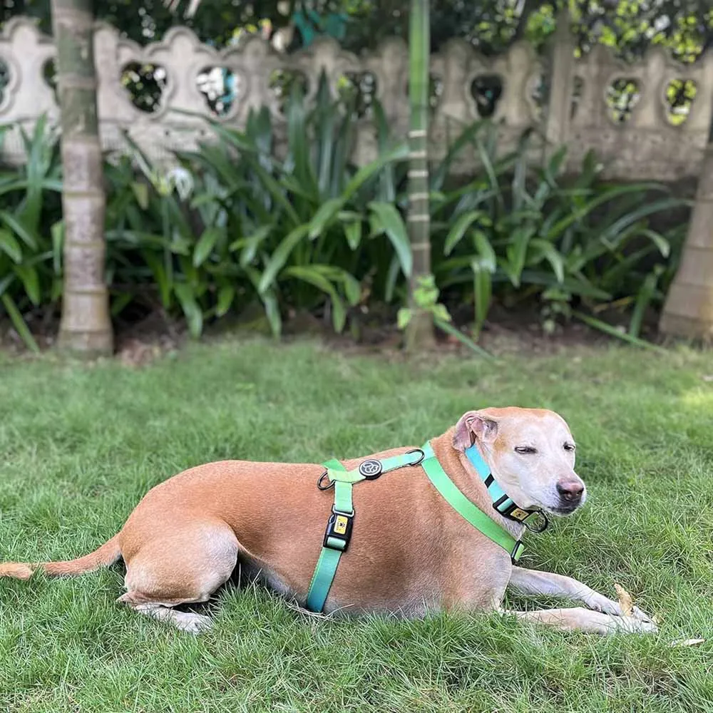 A a Pets' Gradient Design Collar For Dogs & Cats- Green