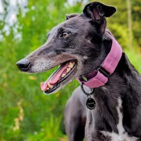 Martingale collar - Passiona Purple - Water resistant